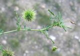 Medicago laciniata. Верхушка отцветающего и плодоносящего побега. Израиль, г. Беэр-Шева, рудеральное местообитание. 04.03.2013.