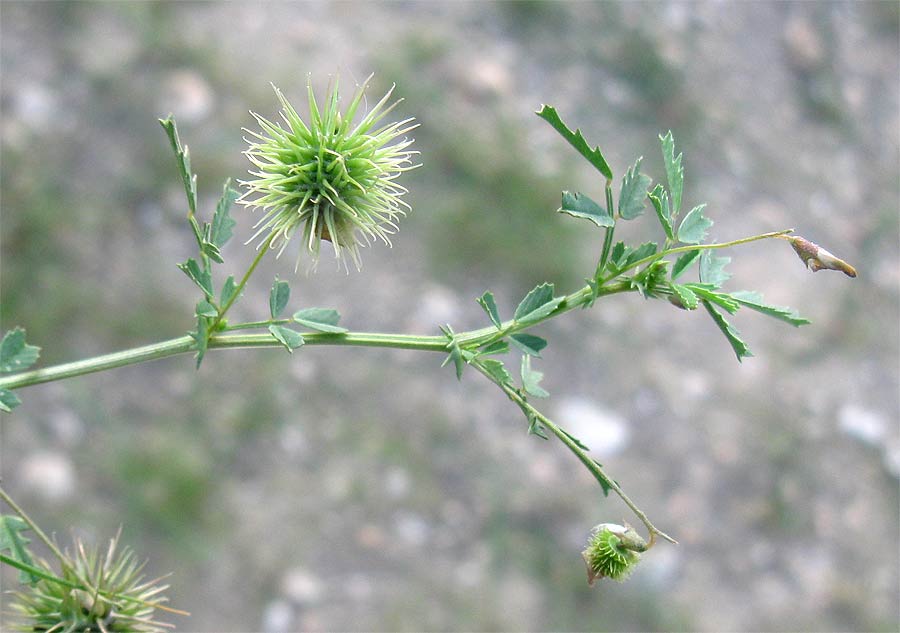 Изображение особи Medicago laciniata.