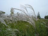 Miscanthus sacchariflorus