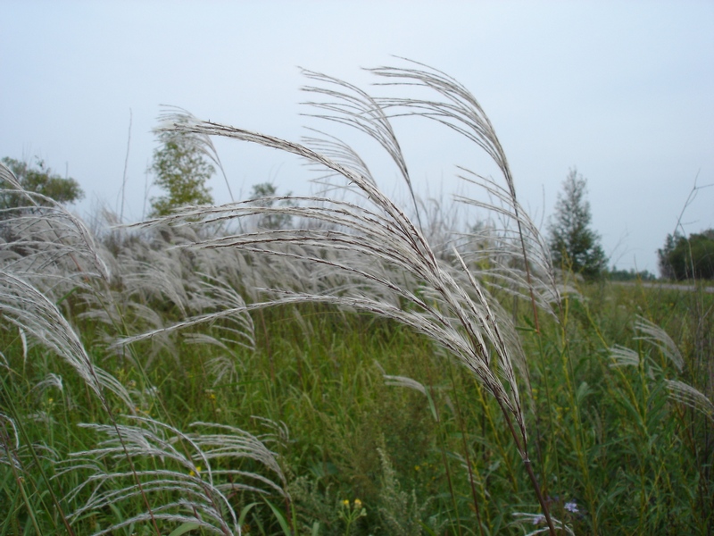 Изображение особи Miscanthus sacchariflorus.