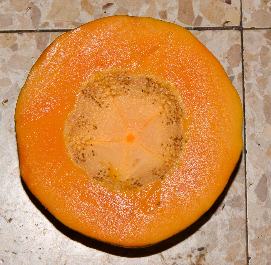 Image of Carica papaya specimen.