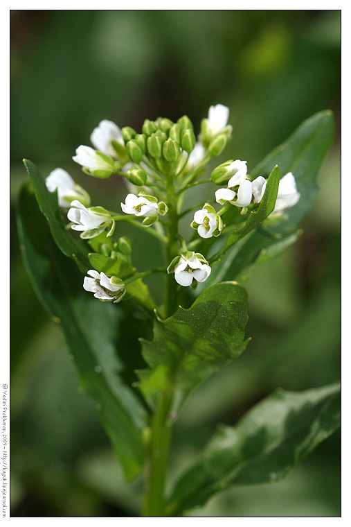 Image of Thlaspi arvense specimen.