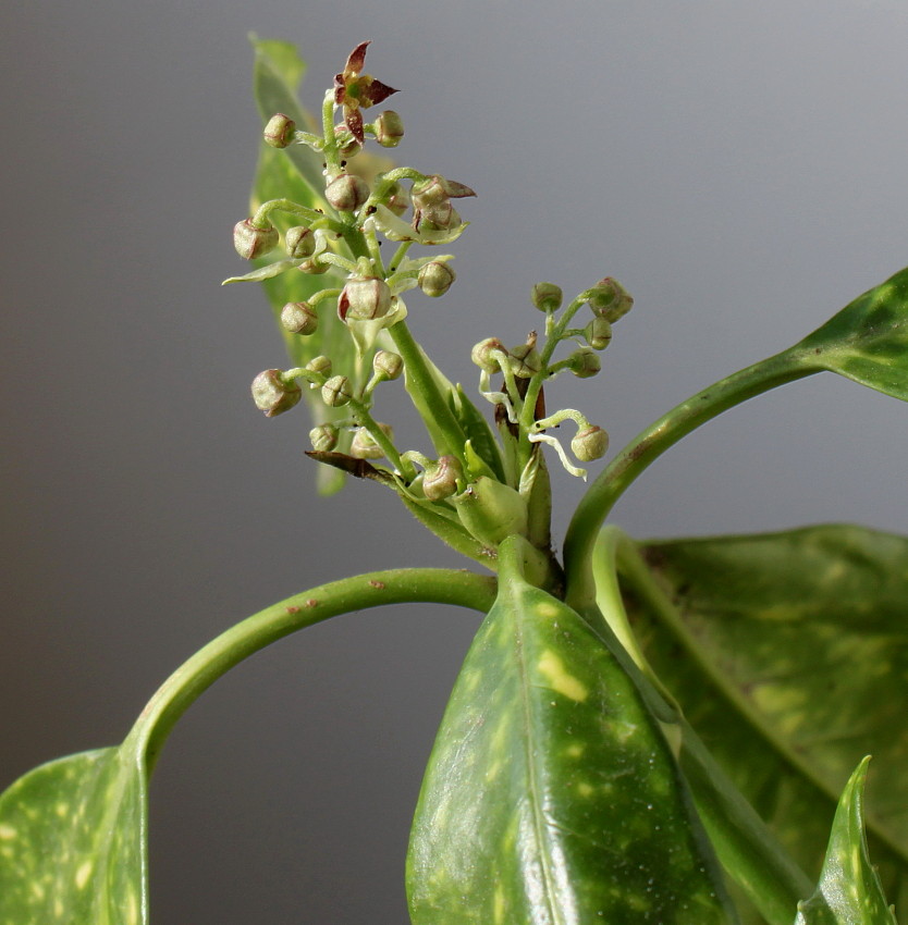 Image of Aucuba japonica specimen.