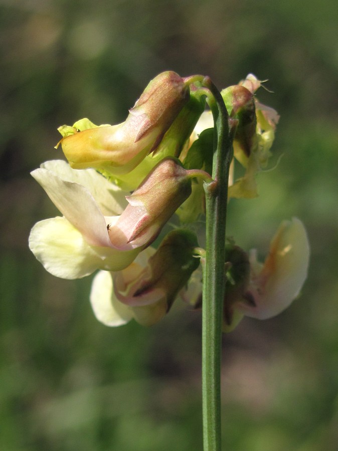 Image of Lathyrus lacteus specimen.