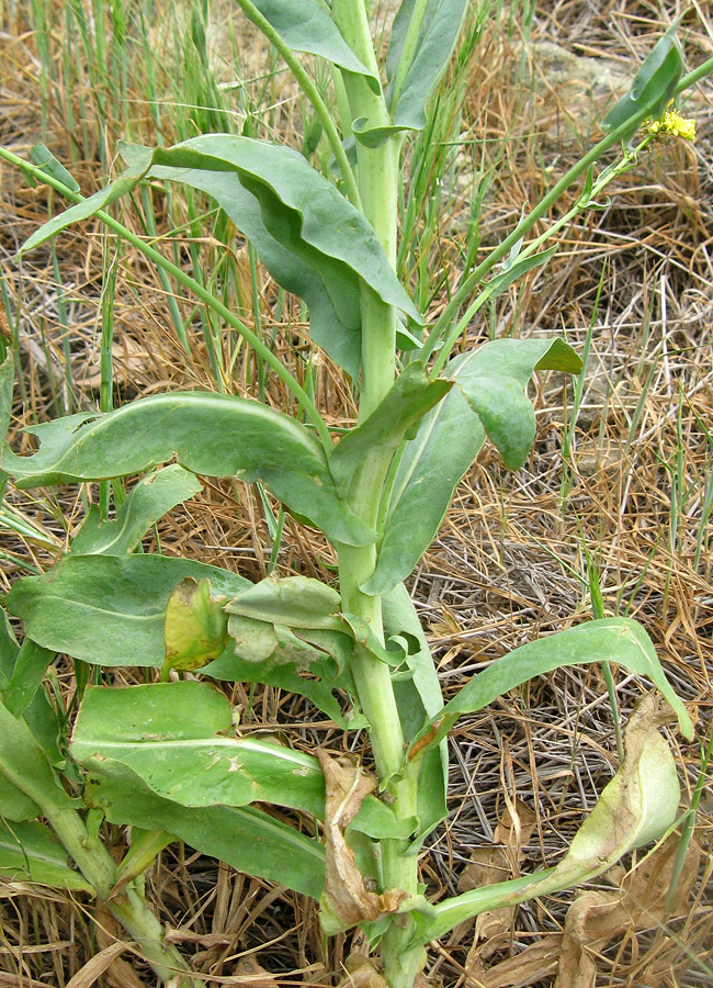 Image of Isatis tinctoria specimen.