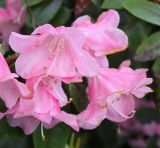genus Rhododendron