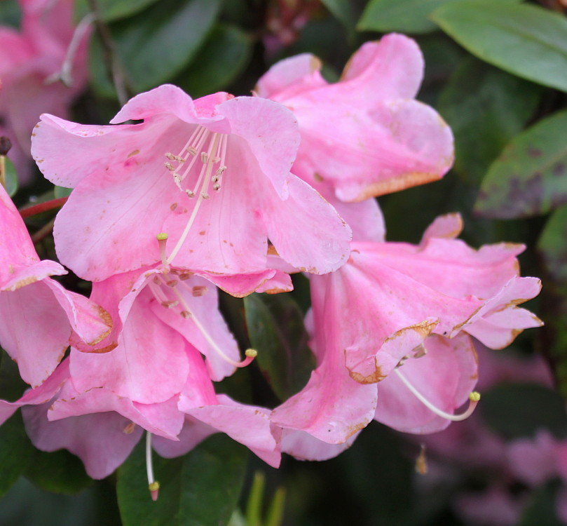 Изображение особи род Rhododendron.