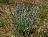 Helichrysum nogaicum