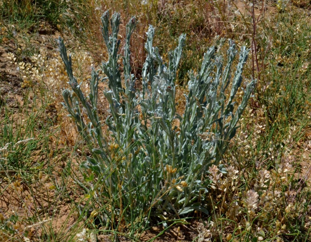 Image of Helichrysum nogaicum specimen.
