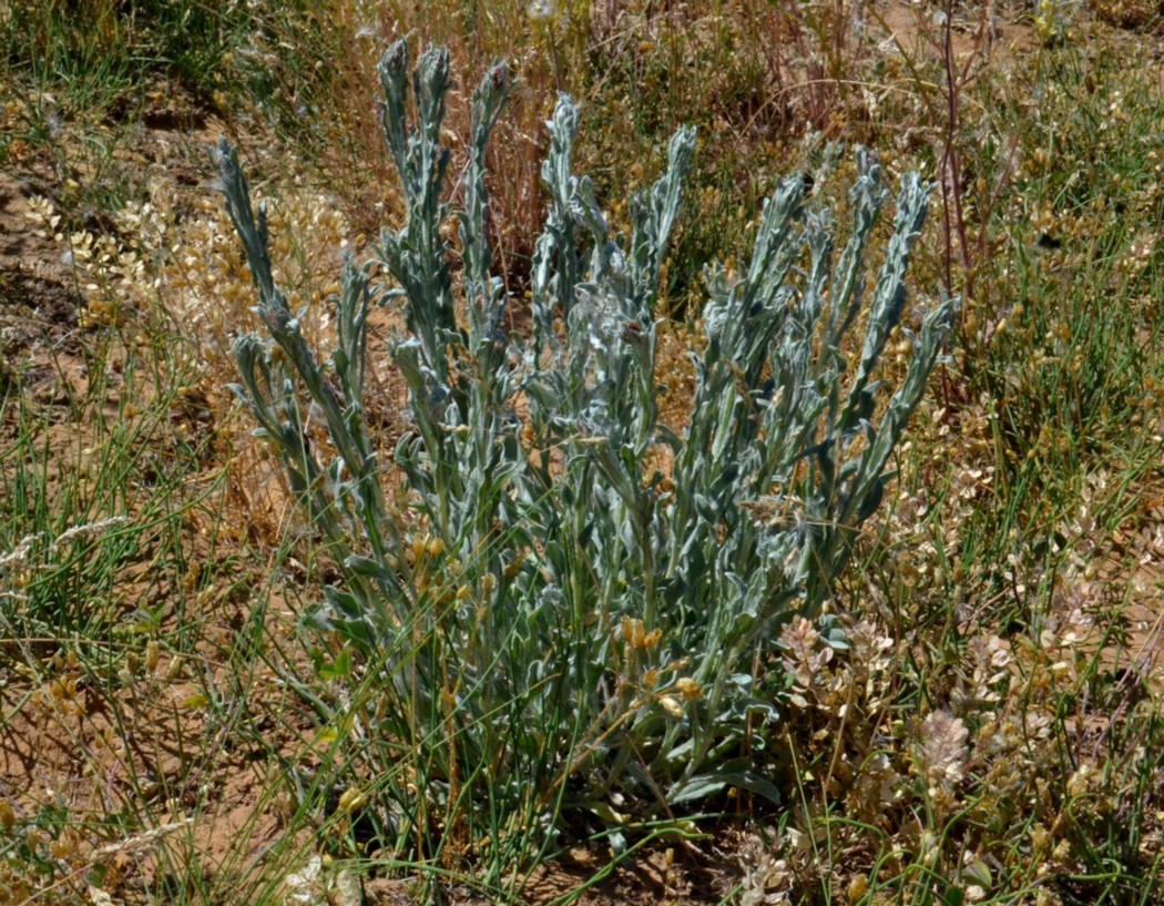 Изображение особи Helichrysum nogaicum.