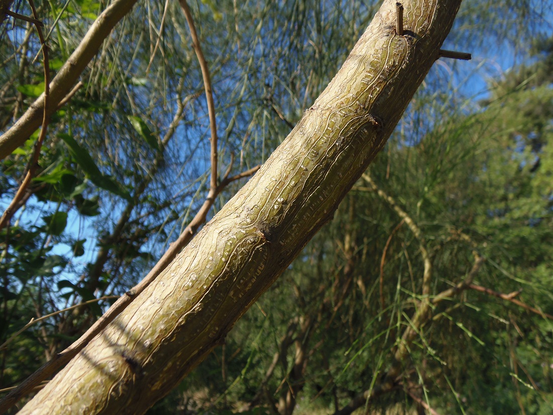 Image of Genista aetnensis specimen.