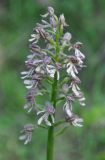 Orchis purpurea подвид caucasica. Соцветие. Нагорный Карабах, Мартунинский р-н, окр. дер. Мсмна, опушка широколиственного леса. 06.05.2013.