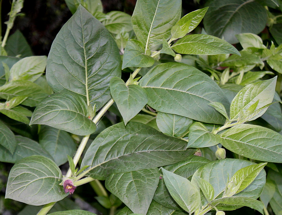 Image of Atropa bella-donna specimen.