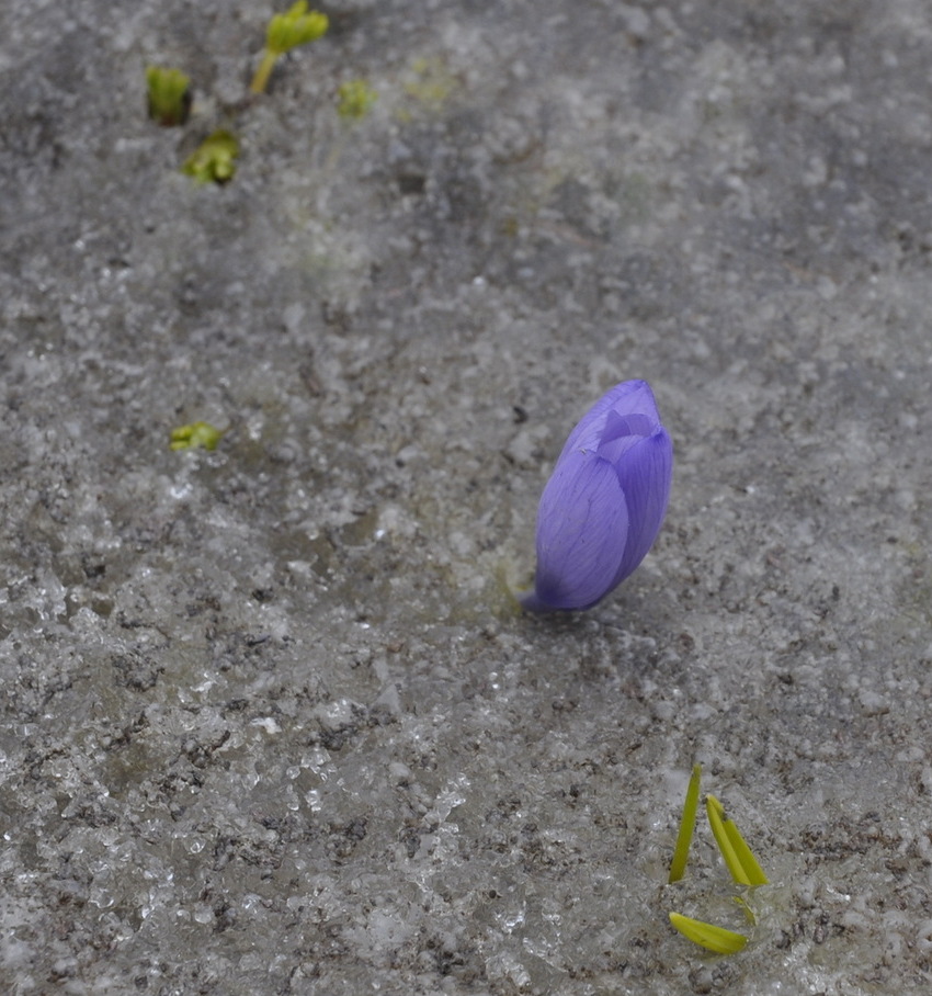 Image of Crocus veluchensis specimen.