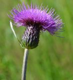 Cirsium