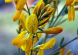 Genista tinctoria