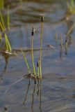 Eleocharis septentrionalis