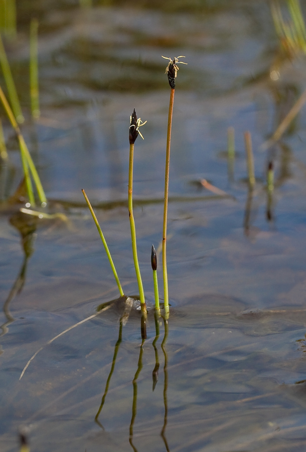 Изображение особи Eleocharis septentrionalis.