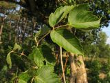 Acer negundo. Листья. Краснодарский край, окр. г. Крымск, пойма р. Адагум. 18.07.2013.