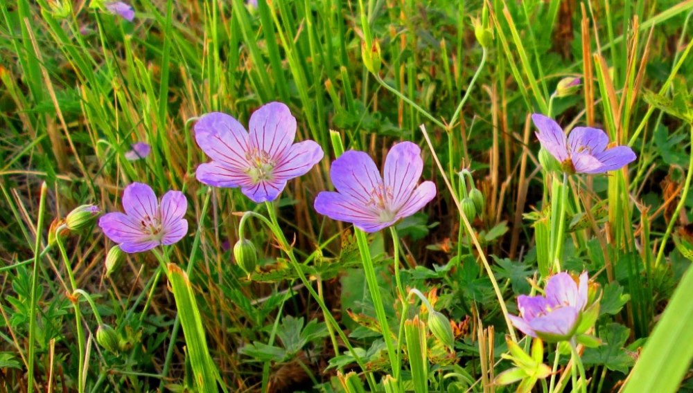 Изображение особи Geranium collinum.