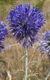 Echinops biebersteinii. Верхушка побега с распустившим соцветием. Украина, Запорожская обл., Мелитопольский р-н, недалеко от пгт Мирное, возле дороги. 06.08.2013.