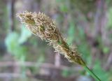 Carex appropinquata