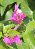 Bougainvillea spectabilis. Соцветия. Черноморское побережье Кавказа, г. Новороссийск, в культуре. 1 сентября 2013 г.