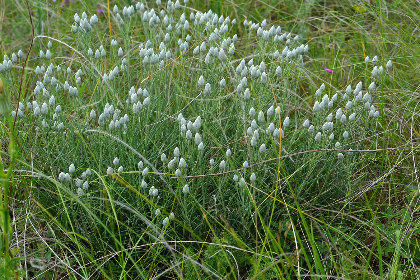 Изображение особи Jurinea stoechadifolia.