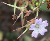 Geranium nodosum