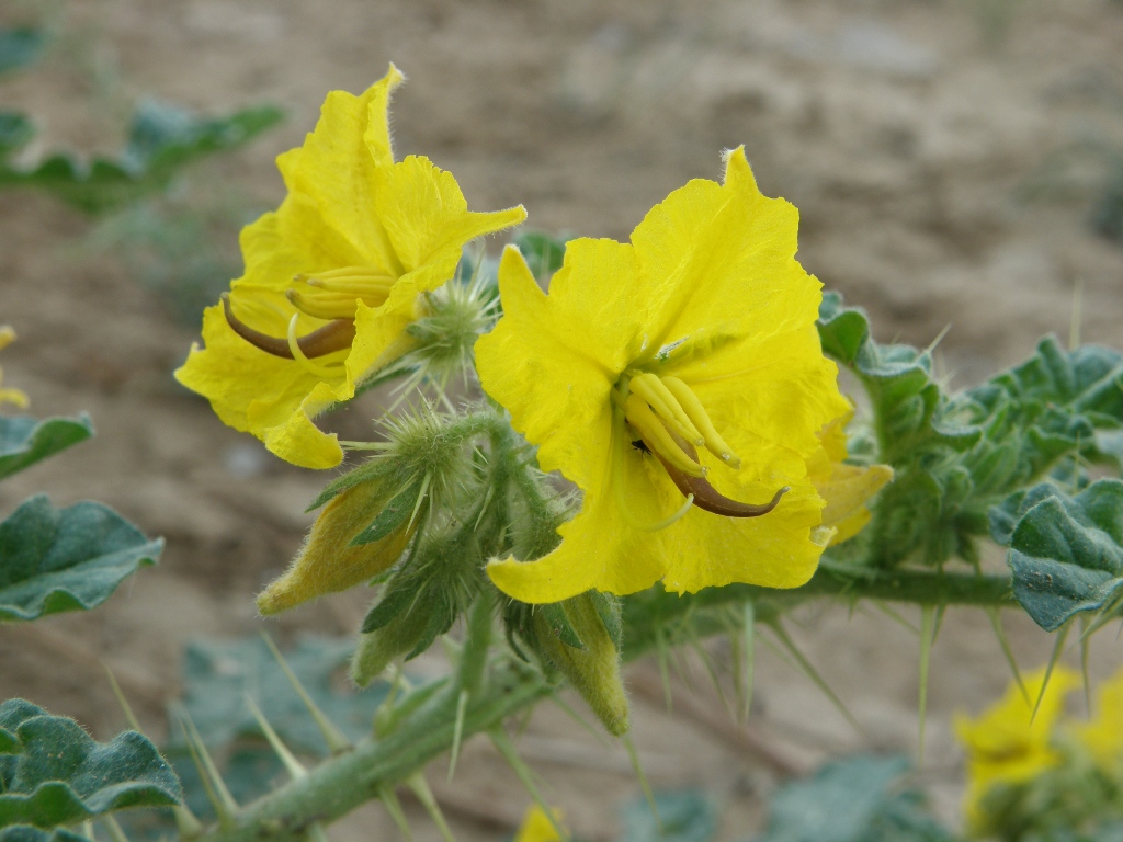 Изображение особи Solanum cornutum.