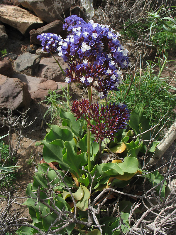 Изображение особи Limonium frutescens.