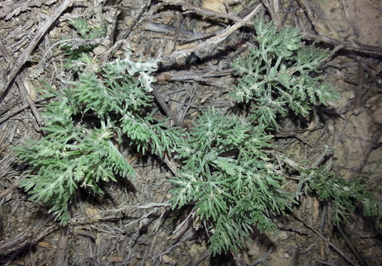 Image of Artemisia terrae-albae specimen.