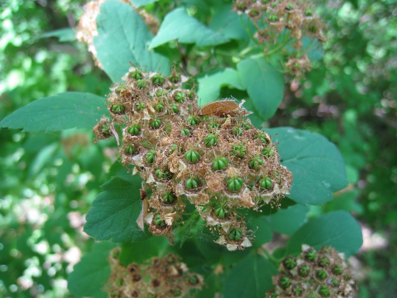 Изображение особи Spiraea chamaedryfolia.