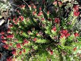 Rhodiola coccinea