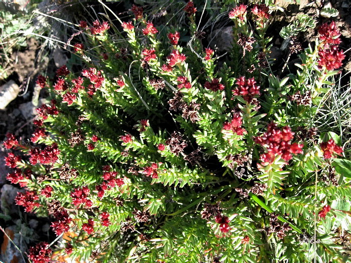 Изображение особи Rhodiola coccinea.