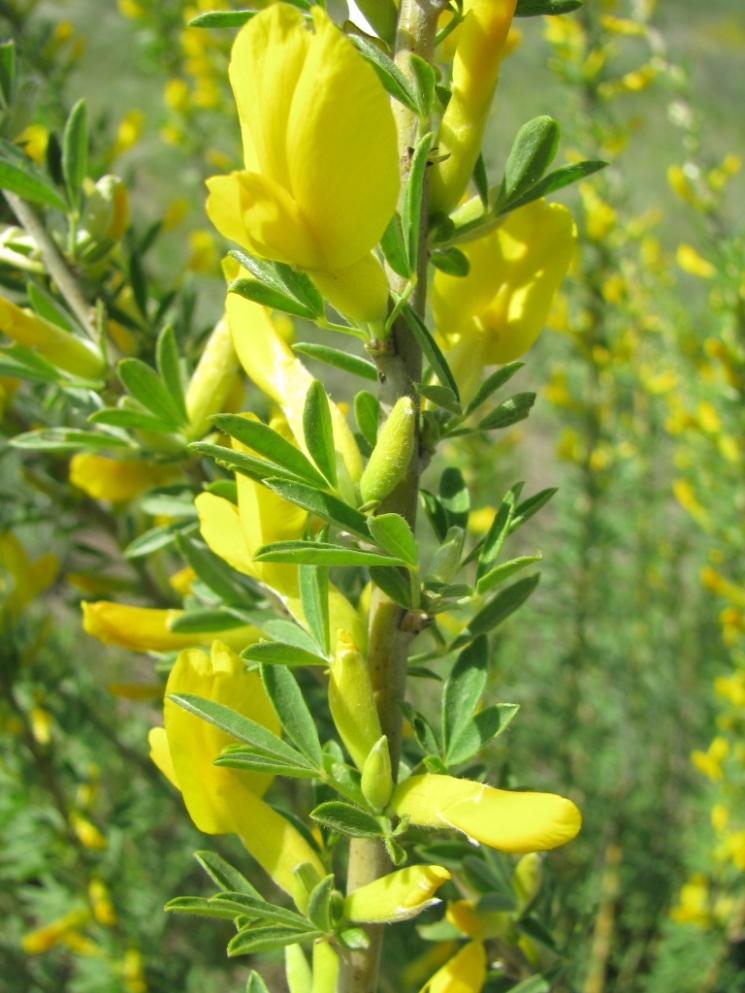 Image of Chamaecytisus borysthenicus specimen.