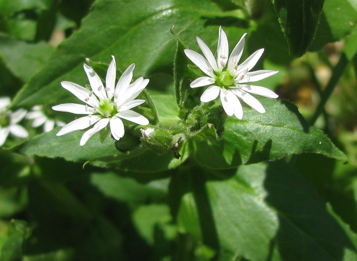 Изображение особи Myosoton aquaticum.