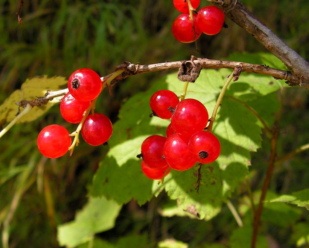 Image of Ribes pallidiflorum specimen.