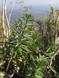 род Galium