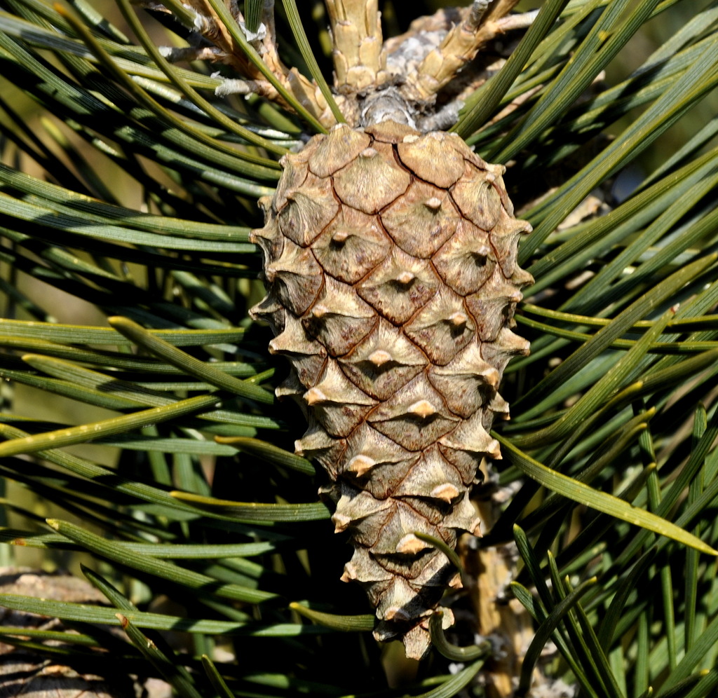 Image of Pinus sylvestris specimen.