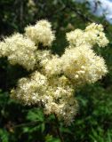 Filipendula stepposa