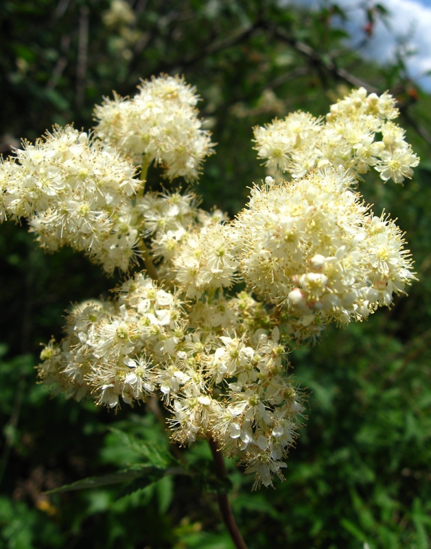 Изображение особи Filipendula stepposa.