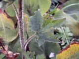 Delphinium iliense