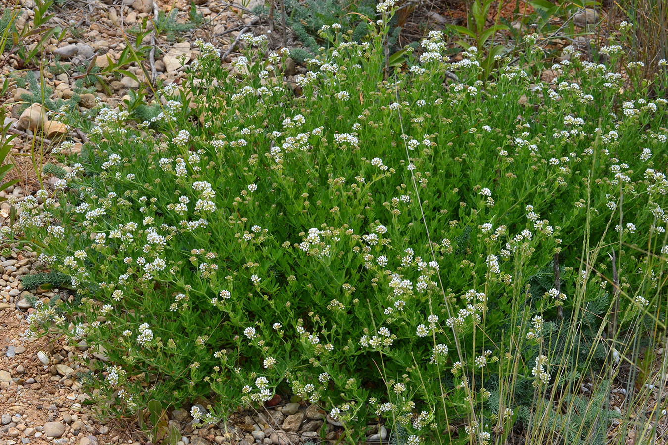 Image of Dorycnium herbaceum specimen.
