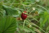 Fragaria vesca