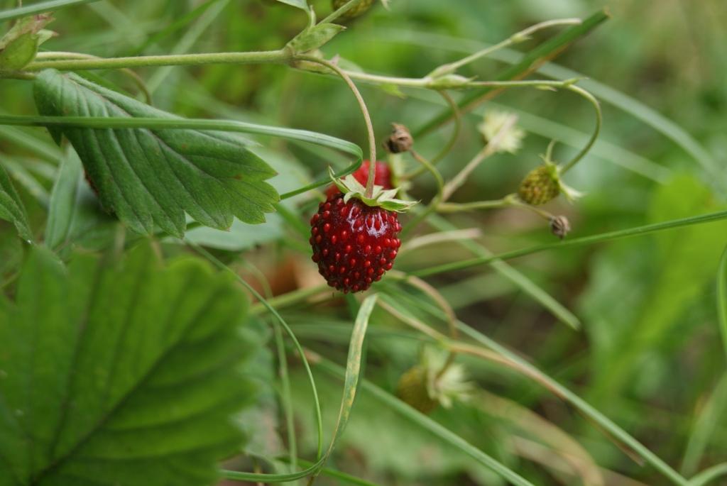 Image of Fragaria vesca specimen.