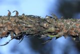 Pinus coulteri. Средняя часть ветки. Германия, г. Дюссельдорф, Ботанический сад университета. 02.03.2014.
