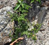 Adiantum stenochlamys. Взрослое растение. Таиланд, остров Пханган. 23.06.2013.