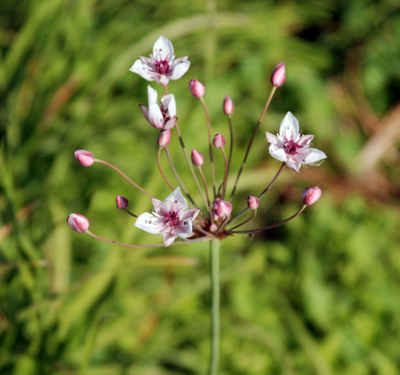 Изображение особи Butomus umbellatus.