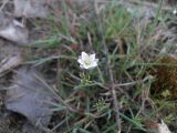 Spergula morisonii